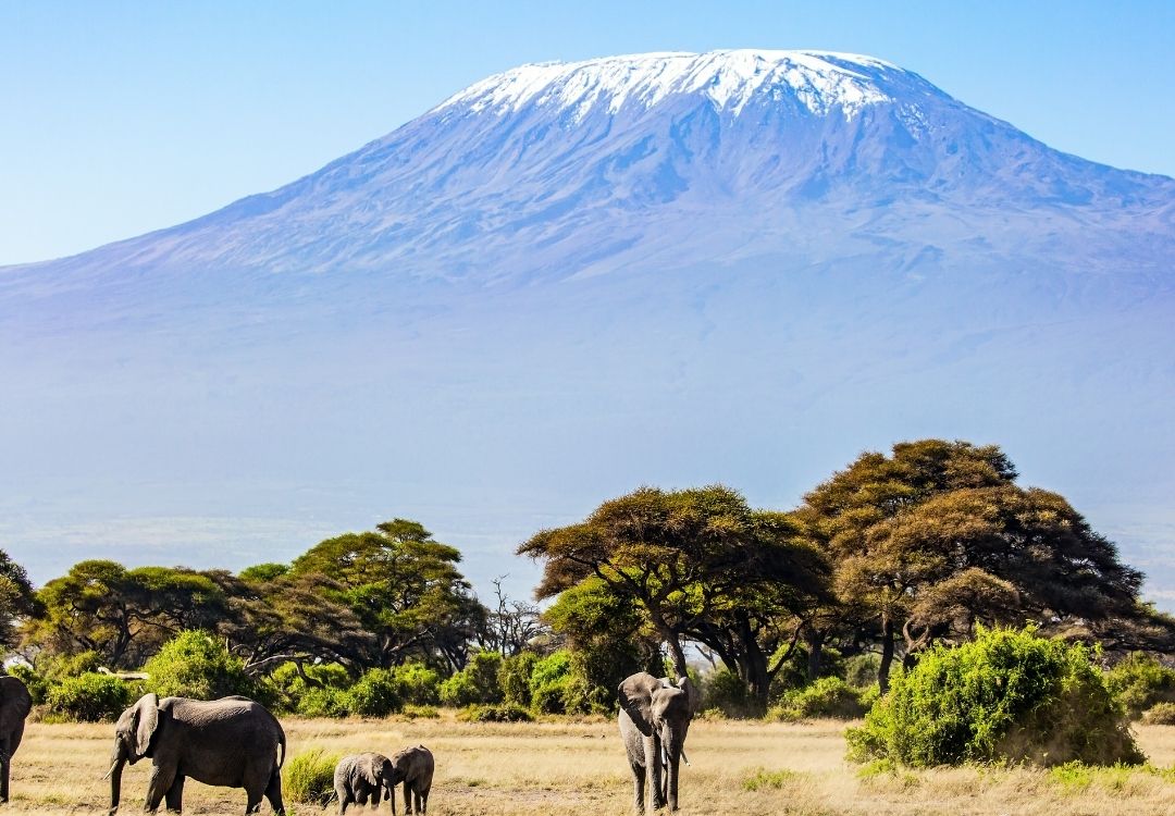 kilimanjaro lucha