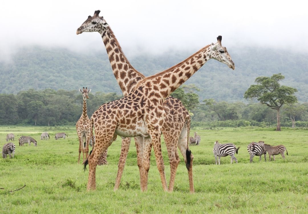 lucha arusha national park