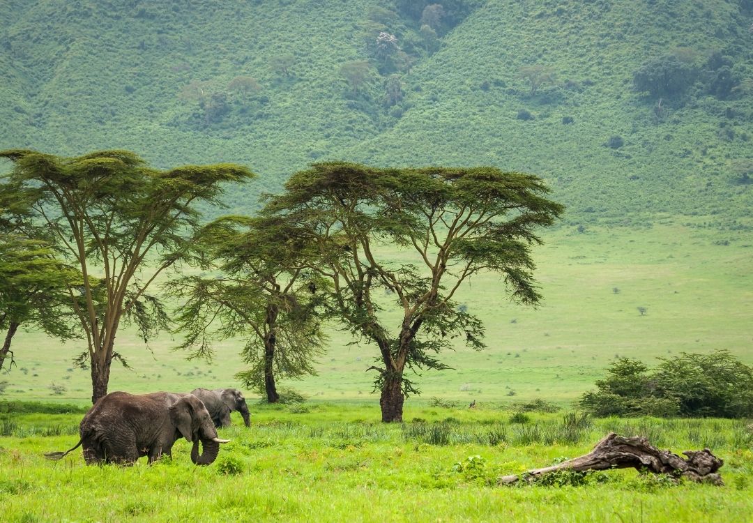 lucha ngorongoro crater