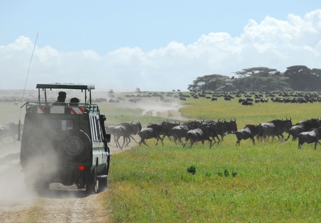 lucha serengeti package