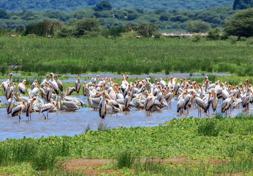 lucha lake manyara