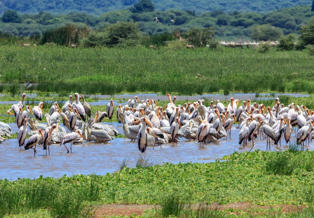manyara lucha