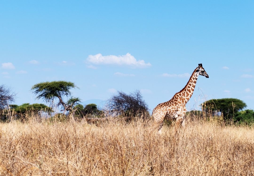 ruaha lucha safari