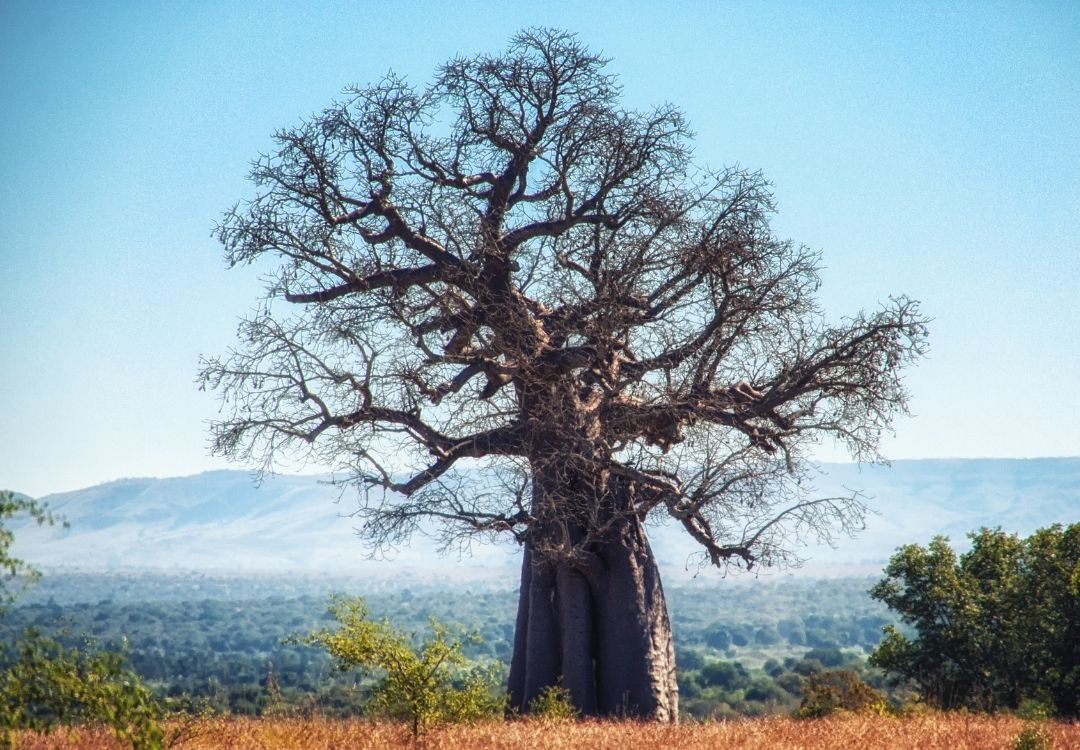 ruaha lucha