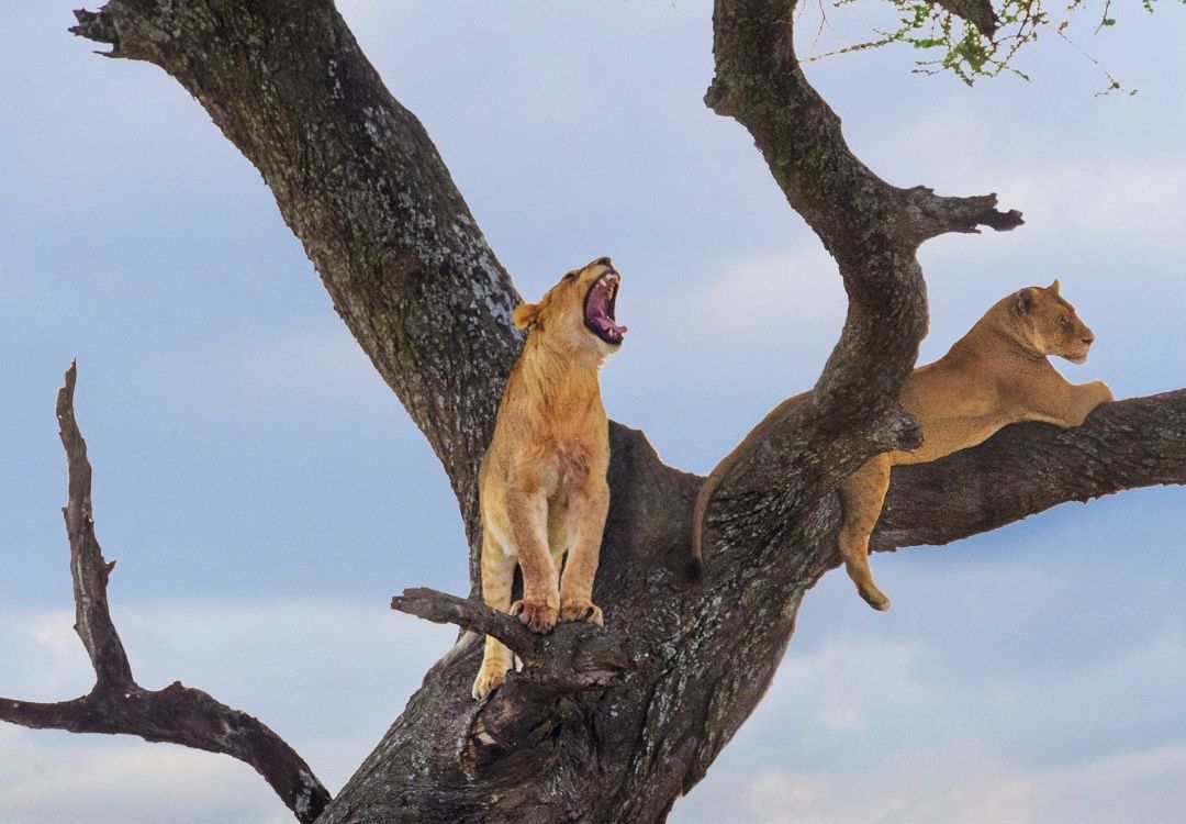 serengeti lion tree lucha safari