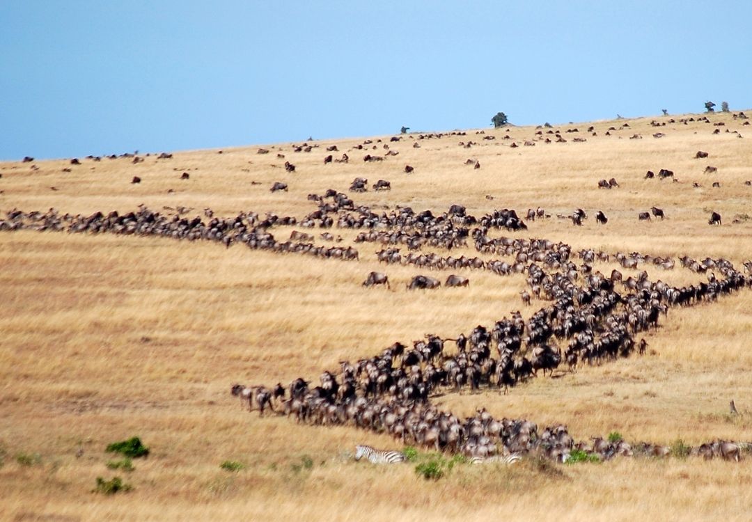 serengeti lucha(1)