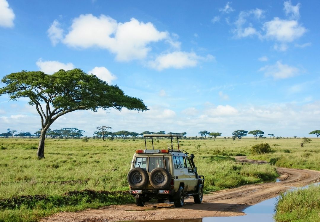 serengeti safari lucha