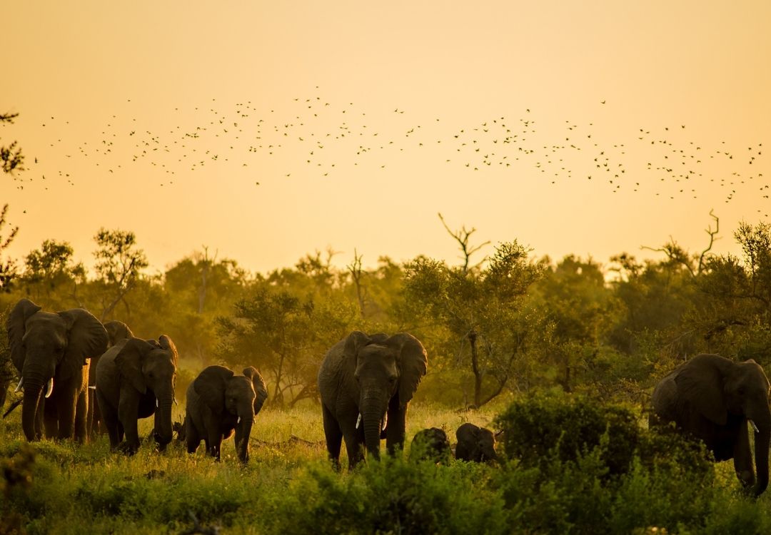 tarangire lucha safari