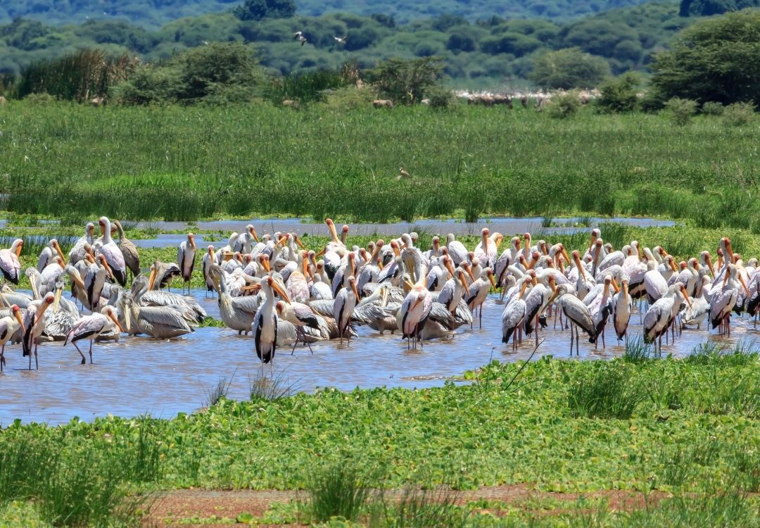 lake manyara safari