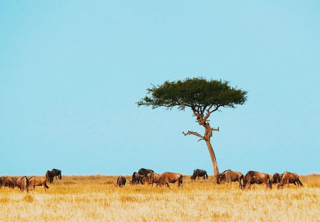 ndutu calving safari