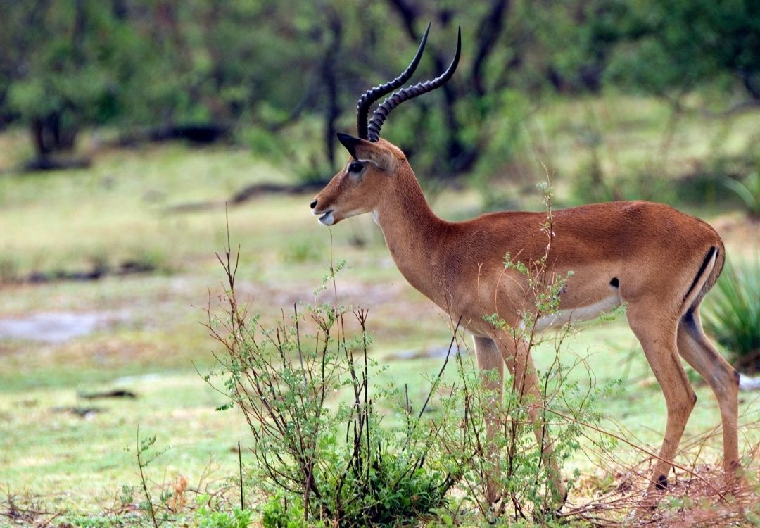 selous lucha