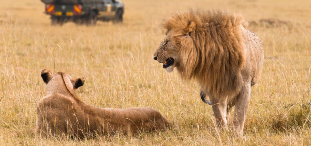 7 Days Tanzania Honeymoon Safari