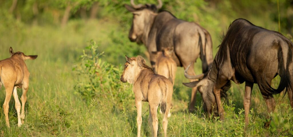 Calving Season & Big Cats