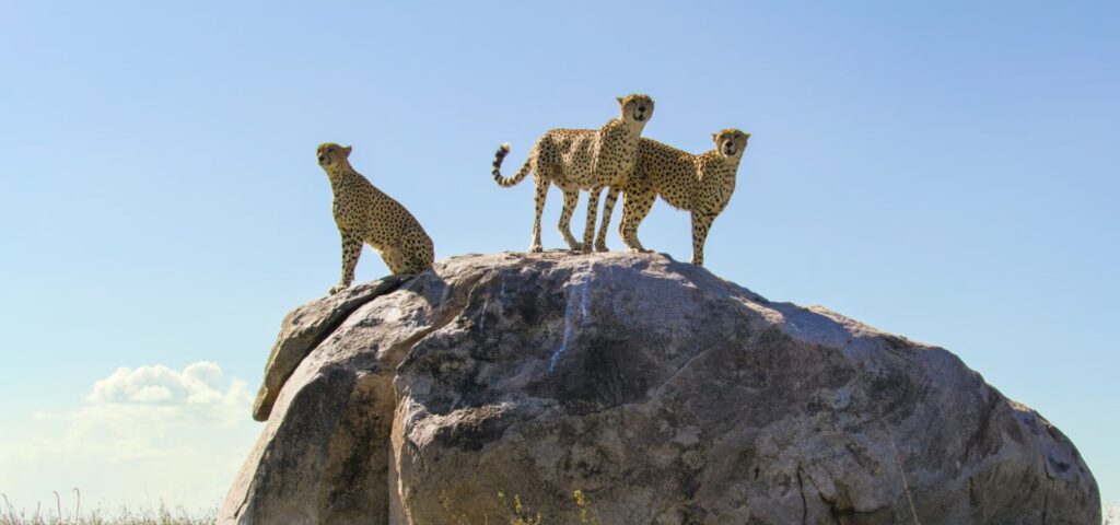 The Ultimate Northern Circuit