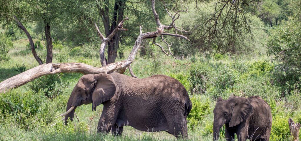 Northern Circuit Signature Safari