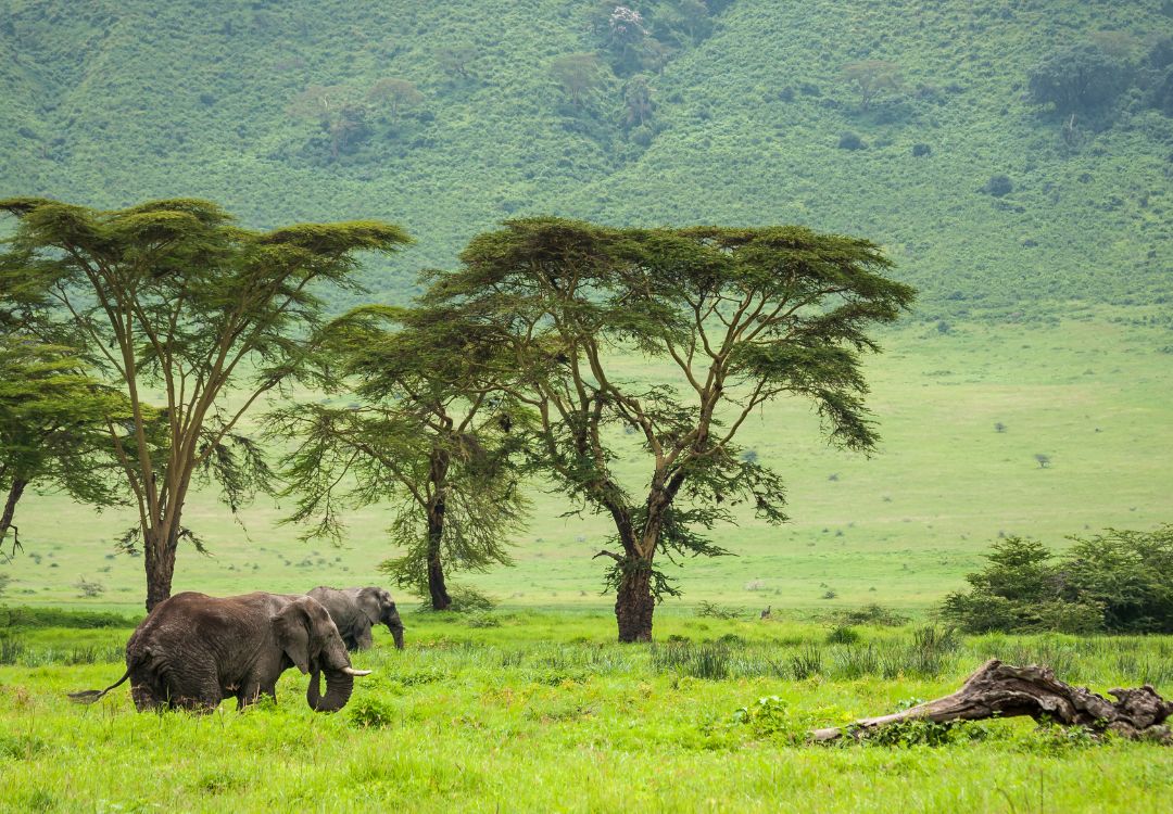 Elephants in Ngorongoro Crater day trip