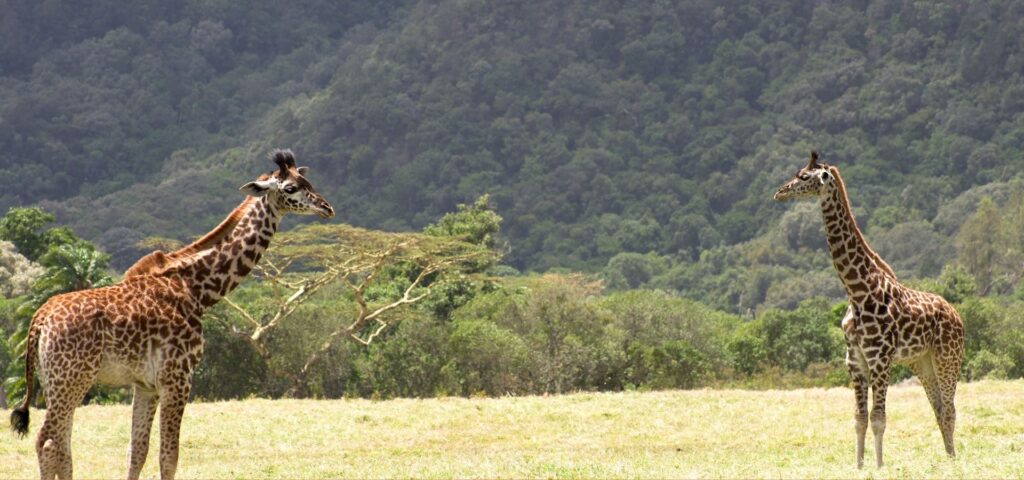 Arusha National Park Day Safari