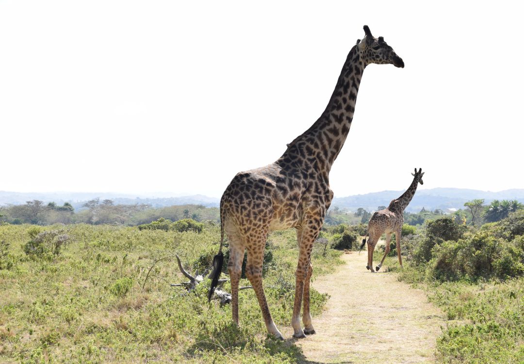 Giraffes in Arusha National Park day trip