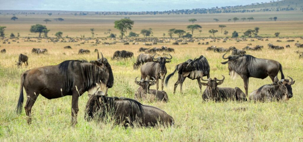 Migration Trail Safari Serengeti