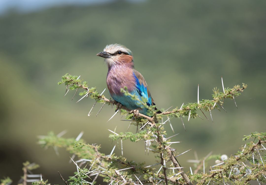 Tanzania Birding Safari
