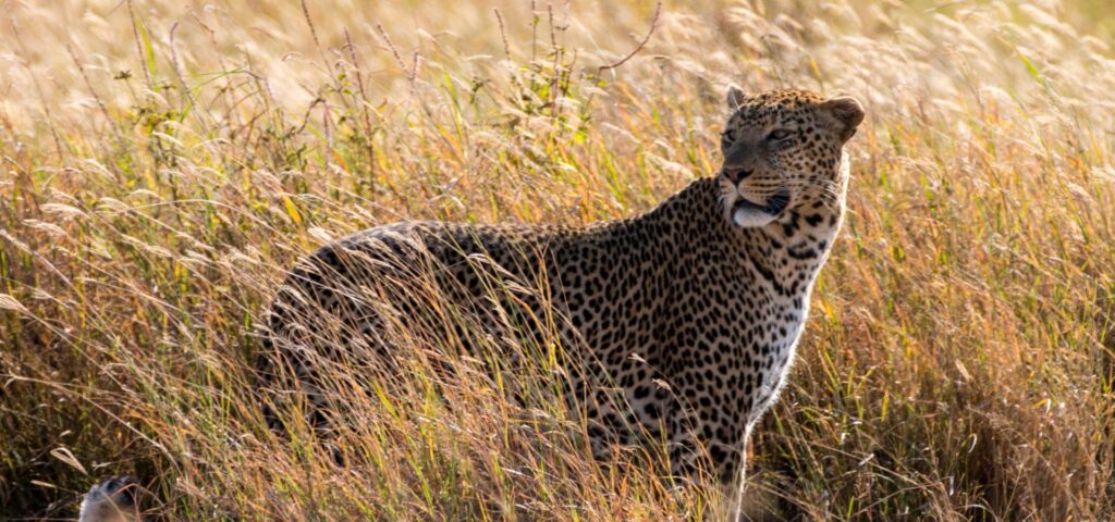 Big Cats and Ngorongoro Wonders