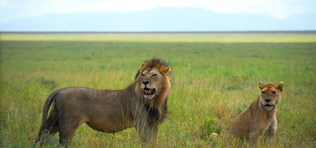 Big Five Safari Adventure