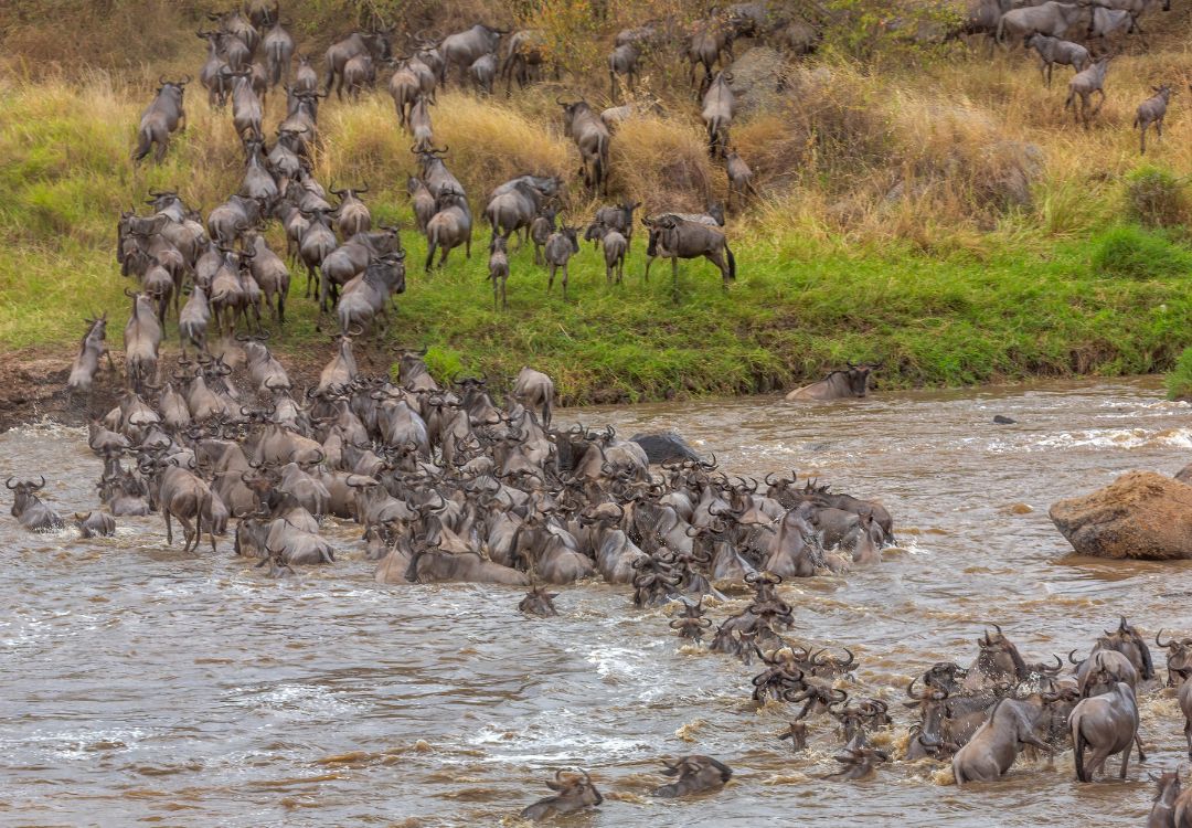 Great Migration Safari in Serengeti