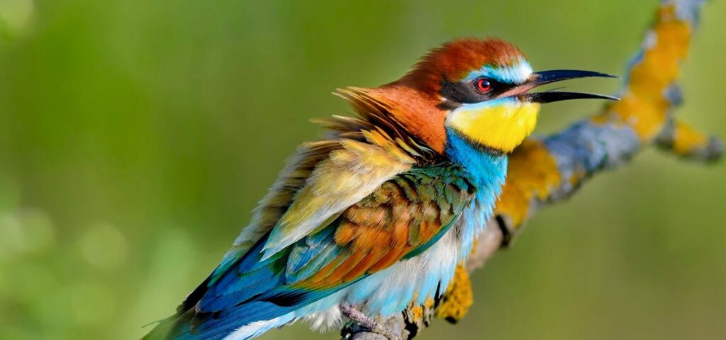 Birding Hotspots Express