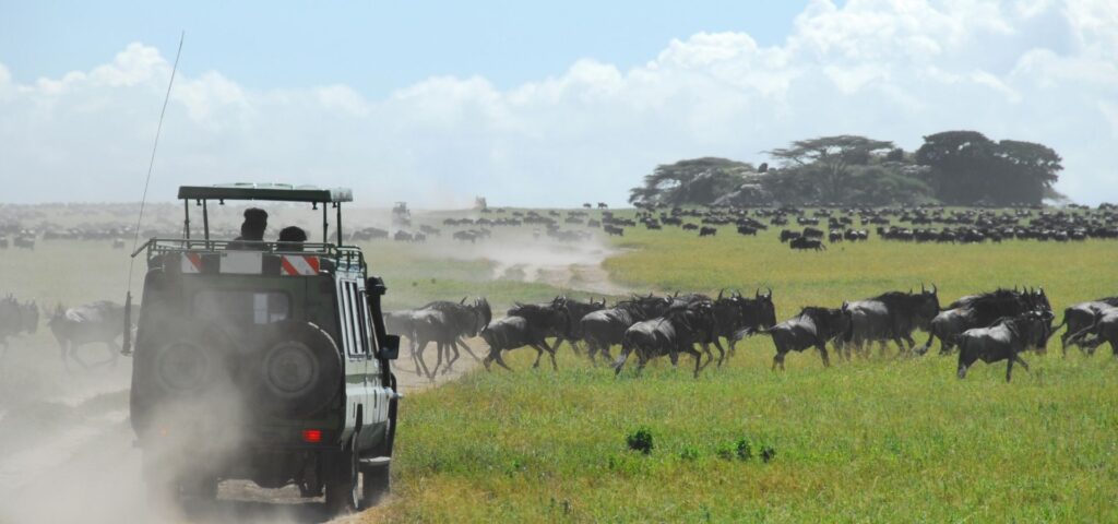 Serengeti Migration Photography