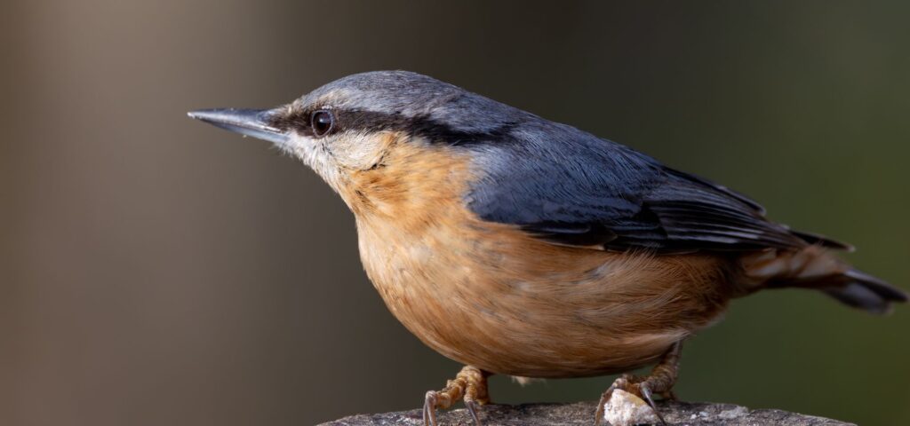 Serengeti Birds and Big Game