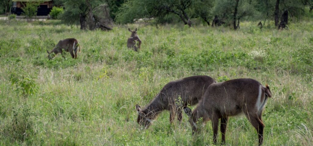 Footsteps in the Wild