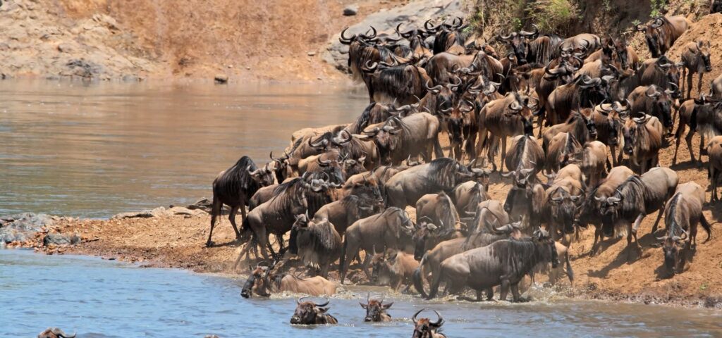 Great Migration River Crossing Chase