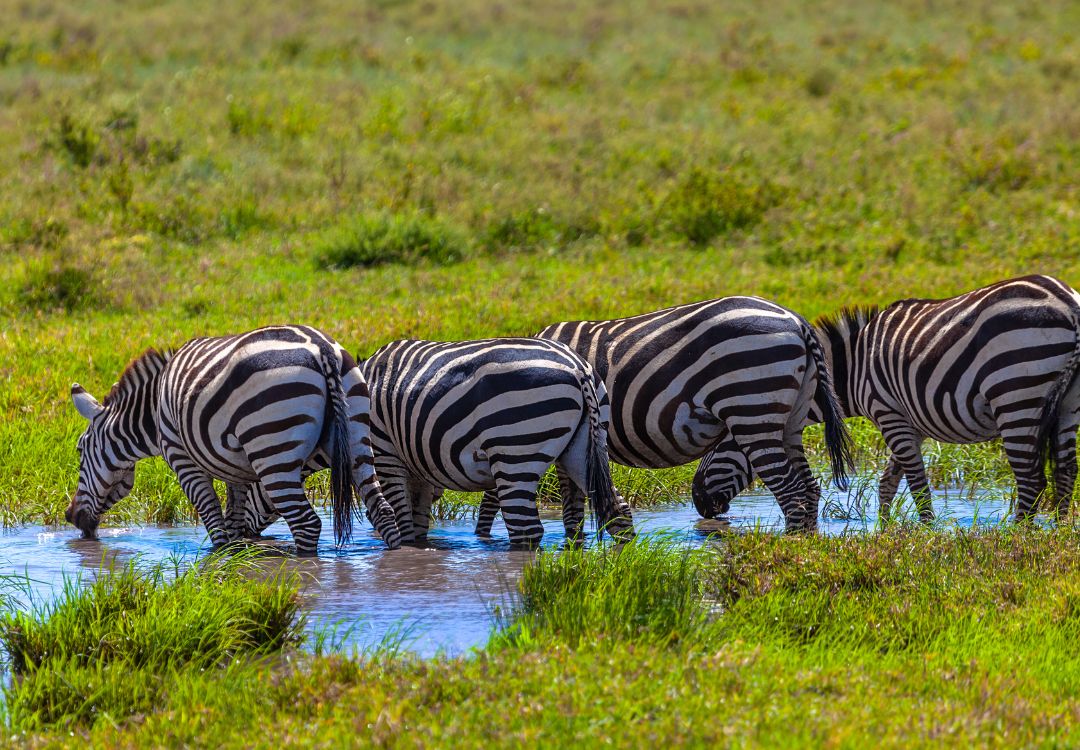 Zebra in Serengeti National Park