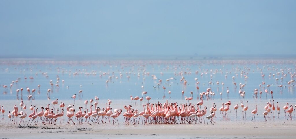 Lake Manyara Day Trip
