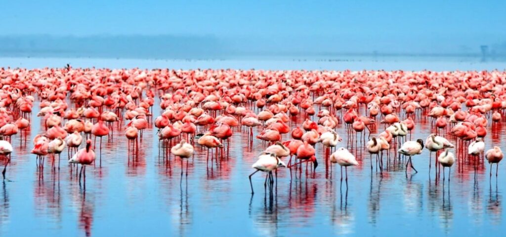 Rift Valley Birding Adventure