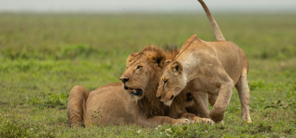 Serengeti Icons & Ngorongoro Crater Safari